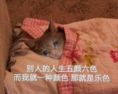 魔性 搞笑 可爱 动物 大杂烩 沙雕