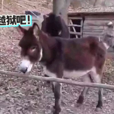 越狱吧 驴 搞笑 动物