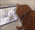 猫咪 可爱 等待 找不着