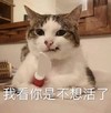萌宠 猫星人 我看你是不想活了 生气 呆萌 可爱