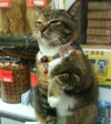猫猫 招财猫 卖萌 恶搞
