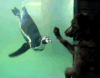 企鹅 penguin
