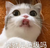 萌宠 猫星人 你就是垃圾吗 嫌弃 呆萌 可爱