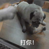 萌宠 汪星人 打你 揍你 搞怪 逗