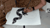 蛇 snake animal 立体