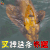 锦鲤 叉掉 鱼