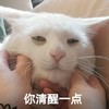 萌宠 猫星人 你清醒一点 振作起来 搞怪 逗