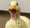 萌宠 鸭子 你住口 生气 呆萌 可爱