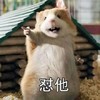萌宠 仓鼠 怼他 干他 呆萌 可爱