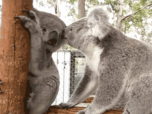考拉 亲吻 爱情 萌化了 动物 koala