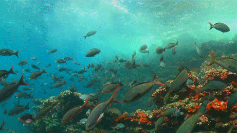 海底世界 鱼群 珊瑚礁 多姿多彩