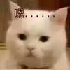 萌宠 喵星人 嗯 好吧 呆萌 搞怪