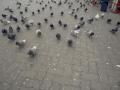 鸽子 广场 觅食 群鸽