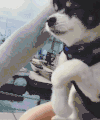 狗狗  模仿   可爱  搞笑 骑自行车