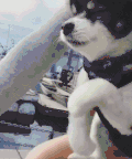 狗狗  模仿   可爱  搞笑 骑自行车