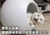 萌宠 喵星人 你怎么回事 我喊你半天了 呆萌 可爱