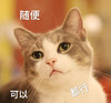 萌宠 猫星人 随便 可以 都行 搞怪 逗