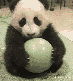 熊猫 球 分享 不想分享 熊猫宝宝