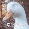 鸭子 可爱 鸭 鸭鸭 没眼看鸭