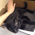 喵星人 猫咪 可爱 萌宠