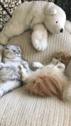 乖乖哒 萌宠 猫咪 睡觉