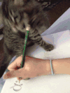 喵星人 搞笑 萌宠 猫 猫咪