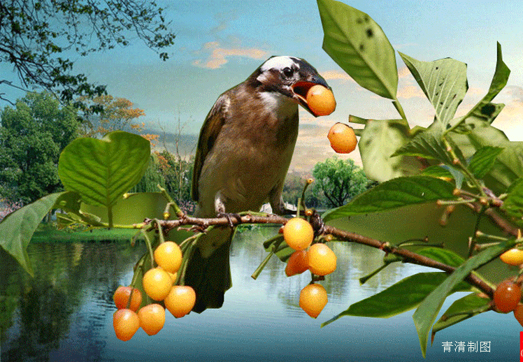 小鸟 吃果子 树枝 欢乐