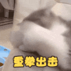 萌宠 猫星人 重拳出击 打你 搞怪 逗