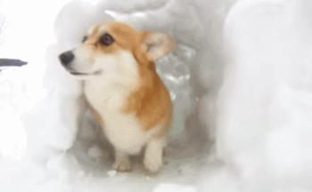 动物 小狗 可爱 呆萌 雪洞