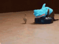 猫 攻击 鲨鱼 鲨鱼攻击