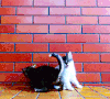猫咪 玩耍 可爱