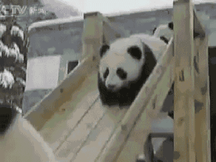 熊猫 滑梯 撞到 可爱