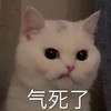 萌宠 喵星人 气死了 生气 呆萌 可爱