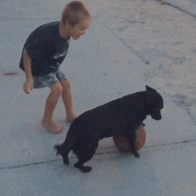 小男孩 黑狗 篮球 玩闹