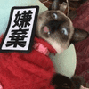 沙雕猫 猫咪 猫 可爱猫 猫表情包 猫咪表情包 小猫