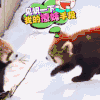 萌宠 撩妹 搞笑 太可爱了