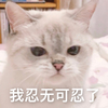 萌宠 猫星人 我忍无可忍了 生气 呆萌 可爱