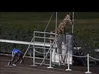 长颈鹿 跑步 跑道 运动员 活泼 搞笑 giraffe