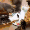 萌宠 猫咪 耍我们 抢食物