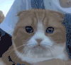 猫咪 可爱 按摩 无奈