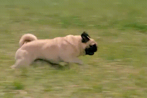 哈巴狗 pug 奔跑 撞