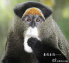 搞笑  呆萌   猴子  大眼睛  发呆