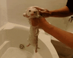 洗澡 鼬鼠 按摩 浴池
