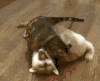 动物 狗 猫 soogif soogif出品