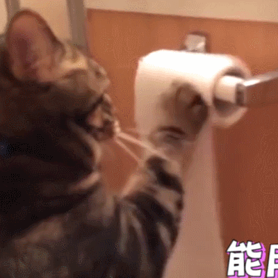 动物 喵星人 猫 萌宠 卫生纸