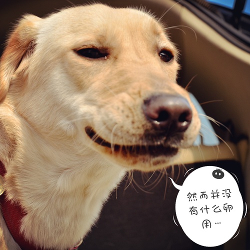 汪星人gif搞笑gif然而并没有什么卵用gif可爱gif