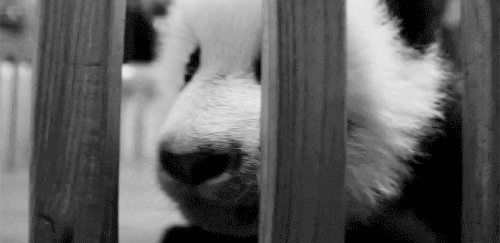 熊猫 呆萌 可爱 动物