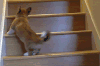 短腿 不准 宠物 搞笑 imgur 萌 gif