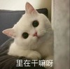 萌宠 猫星人 你在干嘛啊 好奇 搞怪 逗