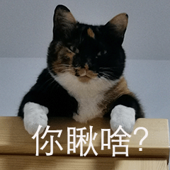 萌宠 猫星人 你愁啥 生气 呆萌 可爱